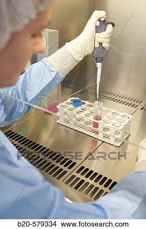 Taking samples from a T75 flask in biological safety cabinet. Laboratory, Fundaci? n Inbiomed, Genetrix Group. Center for research in stem cells and regenerative medicine. Donostia, San Sebastian, Euskadi. Spain. View Large Photo Image Picture - Taking samples from a T75 flask in biological safety cabinet. Laboratory, Fundaci? n Inbiomed, Genetrix Group. Center for research in stem cells and regenerative medicine. Donostia, San Sebastian, Euskadi. Spain.. Fotosearch