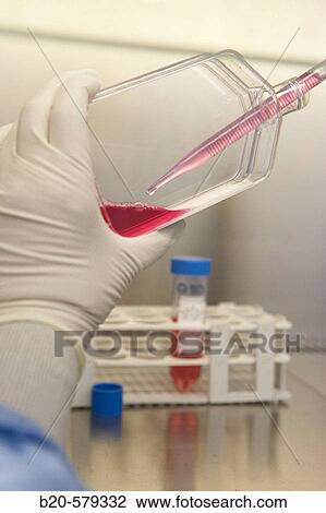 Stock Image - Taking samples from a T75 flask in biological safety cabinet. Laboratory, Fundaci? n Inbiomed, Genetrix Group. Center for research in stem cells and regenerative medicine. Donostia, San Sebastian, Euskadi. Spain.. Fotosearch
