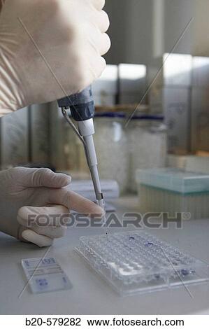 Taking samples in 96-Well tissue culture dish with micropipette. Laboratory, Fundaci? n Inbiomed, Genetrix Group. Center for research in stem cells and regenerative medicine. Donostia, San Sebastian, Euskadi. Spain. View Large Photo Image Stock Image - Taking samples in 96-Well tissue culture dish with micropipette. Laboratory, Fundaci? n Inbiomed, Genetrix Group. Center for research in stem cells and regenerative medicine. Donostia, San Sebastian, Euskadi. Spain.. Fotosearch