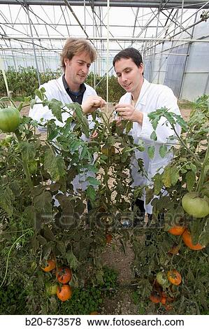 Stock Photo - Taking tomato plant samples in greenhouse, Departamento de Producci? n y Protecci? n Vegetal, Neiker Tecnalia, Instituto de Investigaci? n y Desarrollo Agrario, Ganadero, Forestal y del Medio Natural, Derio, Bizkaia, Euskadi, Spain. Fotosearch