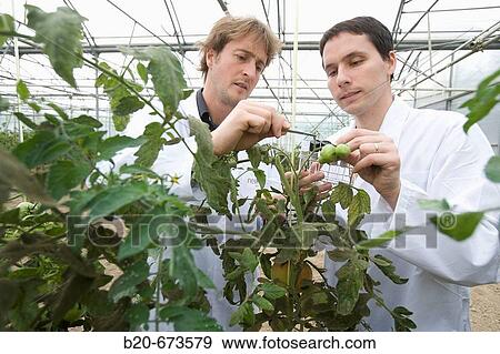 Taking tomato plant samples in greenhouse, Departamento de Producci? n y Protecci? n Vegetal, Neiker Tecnalia, Instituto de Investigaci? n y Desarrollo Agrario, Ganadero, Forestal y del Medio Natural, Derio, Bizkaia, Euskadi, Spain View Large Photo Image Stock Photo - Taking tomato plant samples in greenhouse, Departamento de Producci? n y Protecci? n Vegetal, Neiker Tecnalia, Instituto de Investigaci? n y Desarrollo Agrario, Ganadero, Forestal y del Medio Natural, Derio, Bizkaia, Euskadi, Spain. Fotosearch