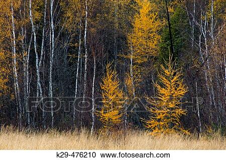 Stock Image - Tamaracks at edge of wetland in autumn. Lively, Ontario. Canada. Fotosearch