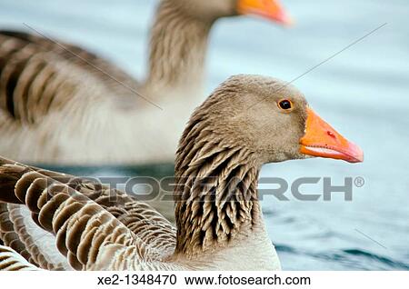Stock Image - Tame Greylag Goose -Anser anser, Agia Lake, Crete. Fotosearch