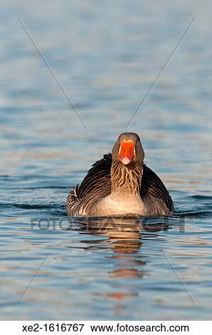 Stock Photo - Tame Greylag Goose -Anser anser, Agia Lake, Crete. Fotosearch