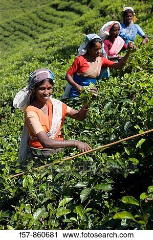 Tamil tea pluckers, Nuwara Eliya, Sri Lanka View Large Photo Image Stock Image - Tamil tea pluckers, Nuwara Eliya, Sri Lanka. Fotosearch