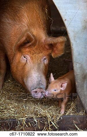 Tamworth Sow and Piglets View Large Photo Image Stock Image - Tamworth Sow and Piglets. Fotosearch