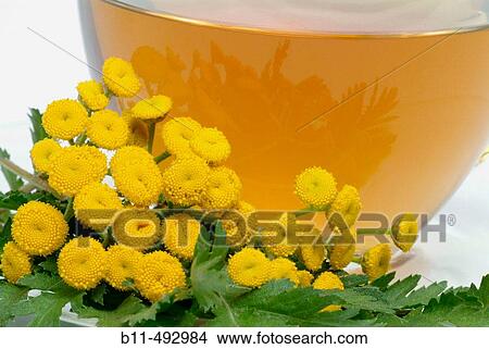 Tancy (Tanacetum vulgare) View Large Photo Image Picture - Tancy (Tanacetum vulgare). Fotosearch