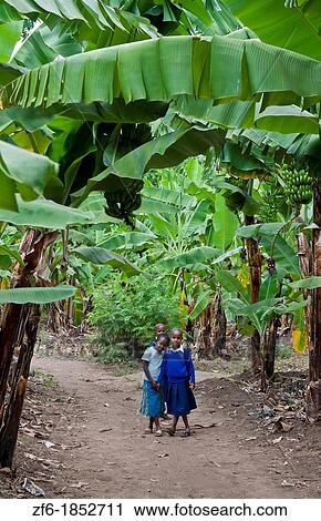 Tanzania Africa Mosquito Village Mto Wa Mbu town village with bananas farms and school children in scholl uniforms aged 6-7 View Large Photo Image Stock Image - Tanzania Africa Mosquito Village Mto Wa Mbu town village with bananas farms and school children in scholl uniforms aged 6-7. Fotosearch