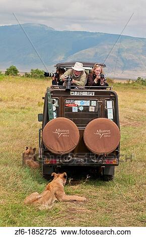 Tanzania Africa Ngorongoro Conservation Area crater with close encounter of lions resting by vehicles in shade while tourists shoot pictures in wild safari View Large Photo Image Stock Photography - Tanzania Africa Ngorongoro Conservation Area crater with close encounter of lions resting by vehicles in shade while tourists shoot pictures in wild safari. Fotosearch