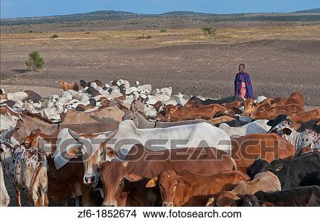 Tanzania Arusha Africa herder on border town with cows in field working farming in prairie reserve 2 View Large Photo Image Picture - Tanzania Arusha Africa herder on border town with cows in field working farming in prairie reserve 2. Fotosearch