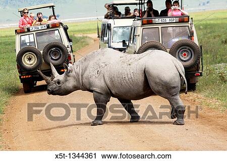 Tanzania, Tourist safari jeeps wait, as a Rhinoceros crosses the road, View Large Photo Image Stock Image - Tanzania, Tourist safari jeeps wait, as a Rhinoceros crosses the road,. Fotosearch
