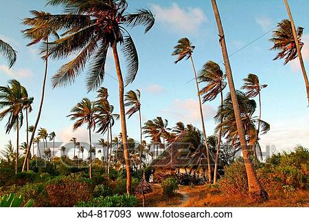 Tanzania, Zanzibar, Matemwe Beach View Large Photo Image Stock Image - Tanzania, Zanzibar, Matemwe Beach. Fotosearch
