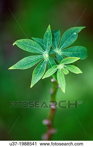 Stock Image - Tapioca leaves. Image taken at Kampung Satau, Kuching, Sarawak, Malaysia.. Fotosearch