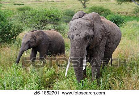 Tarangire National Park Tanzania Africa safari elephants near river grazing on grass View Large Photo Image Stock Image - Tarangire National Park Tanzania Africa safari elephants near river grazing on grass. Fotosearch