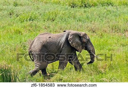 Tarangire National Park Tanzania Africa safari elephant in tall grass View Large Photo Image Stock Image - Tarangire National Park Tanzania Africa safari elephant in tall grass. Fotosearch