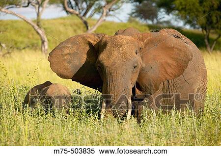 Stock Photography - Tarangire National Park, Tanzania.. Fotosearch