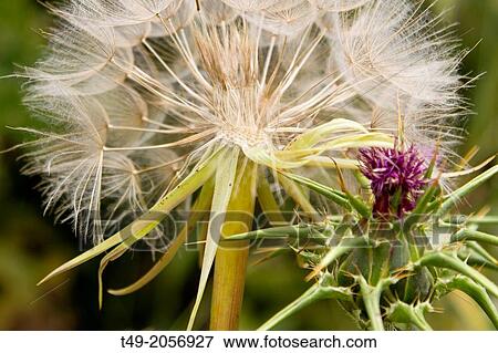 Taraxacon officinalis diente de leon in Logroo, La Rioja, Spain View Large Photo Image Stock Photo - Taraxacon officinalis diente de leon in Logroo, La Rioja, Spain. Fotosearch