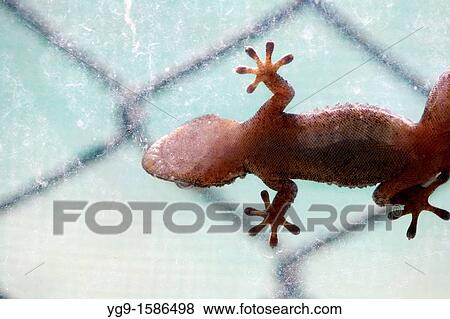 Tarente adhered on a window View Large Photo Image Stock Photo - Tarente adhered on a window. Fotosearch