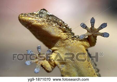 Tarentola mauritanica View Large Photo Image Stock Image - Tarentola mauritanica. Fotosearch
