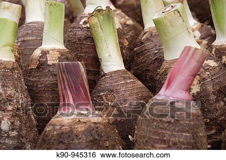 Taro roots on a market, Port Vila, Islands of Vanuatu, Melanesia, South Pacific View Large Photo Image Stock Photograph - Taro roots on a market, Port Vila, Islands of Vanuatu, Melanesia, South Pacific. Fotosearch