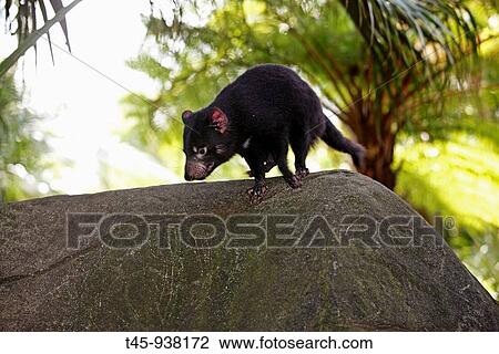 Stock Image - Tasmanian Devil (Sarcophilus harrisii). Fotosearch