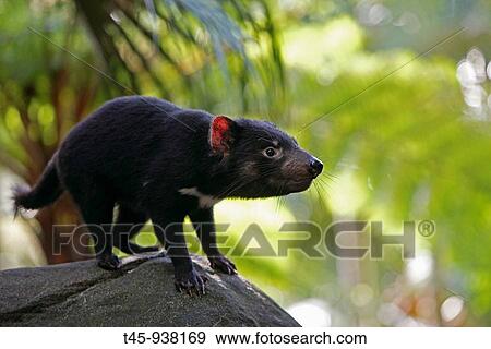Stock Photo - Tasmanian Devil (Sarcophilus harrisii). Fotosearch