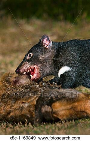 Tasmanian Devil Sarcophilus harrisii feeding on carrion roadkill used as bait during the night View Large Photo Image Stock Photo - Tasmanian Devil Sarcophilus harrisii feeding on carrion roadkill used as bait during the night. Fotosearch