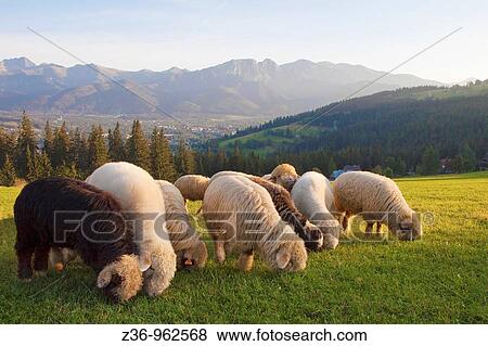 Tatras Mountains, sheep, Gubalowka, Zakopane, Poland View Large Photo Image Stock Photo - Tatras Mountains, sheep, Gubalowka, Zakopane, Poland. Fotosearch
