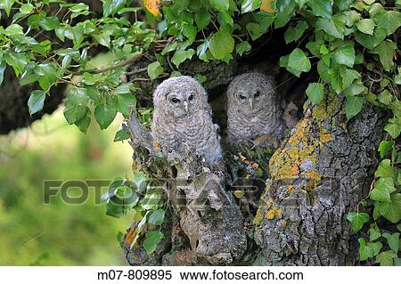 Tawny olws in the nest door, (strix aluco) View Large Photo Image Stock Photography - Tawny olws in the nest door, (strix aluco). Fotosearch