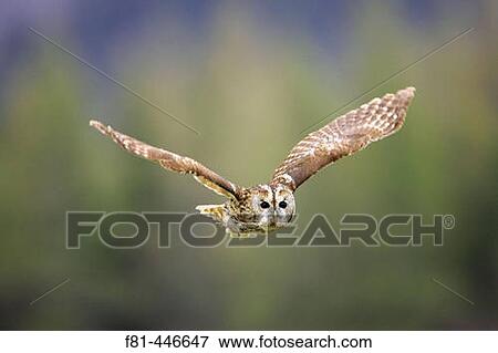 Tawny Owl (Strix aluco) adult in flight. Scotland. April. View Large Photo Image Stock Photo - Tawny Owl (Strix aluco) adult in flight. Scotland. April.. Fotosearch