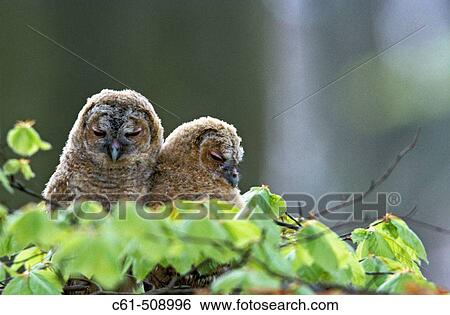Tawny Owl, Strix aluco. View Large Photo Image Stock Photograph - Tawny Owl, Strix aluco.. Fotosearch