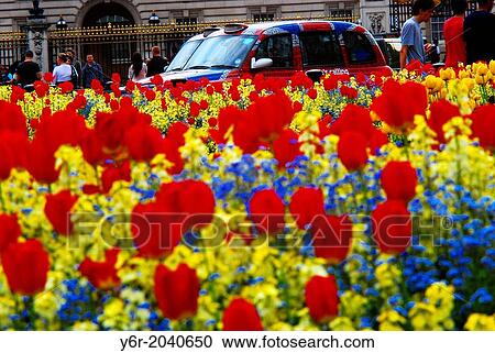 Taxis passing Buckinham Palace in London, England, with tulips and other Spring flowers in the foreground. View Large Photo Image Stock Image - Taxis passing Buckinham Palace in London, England, with tulips and other Spring flowers in the foreground.. Fotosearch
