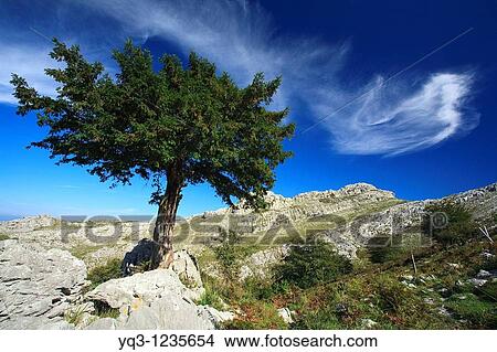 Taxus tree with Pico Cerredo in background, Castro Urdiales, Cantabria, Spain. View Large Photo Image Picture - Taxus tree with Pico Cerredo in background, Castro Urdiales, Cantabria, Spain.. Fotosearch