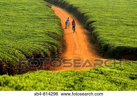 Stock Photograph - Tea fields around Kabale, Uganda. Fotosearch