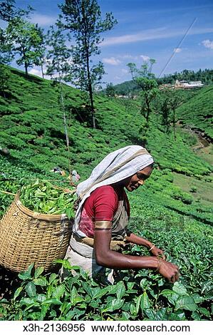Stock Photograph - tea harvest in Cardamom Hills, Kerala, India, South Asia.. Fotosearch