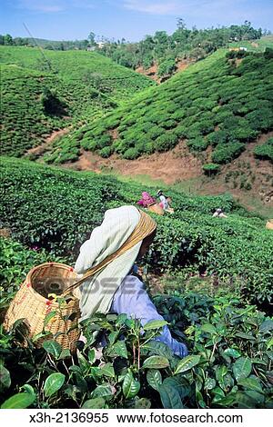 Stock Photography - tea harvest in Cardamom Hills, Kerala, India, South Asia.. Fotosearch