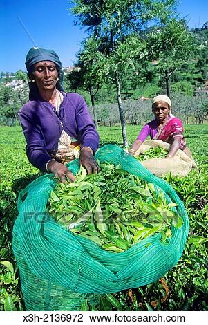 tea harvest in Nilgiri Hills, Tamil Nadu, India, South Asia. View Large Photo Image Stock Image - tea harvest in Nilgiri Hills, Tamil Nadu, India, South Asia.. Fotosearch