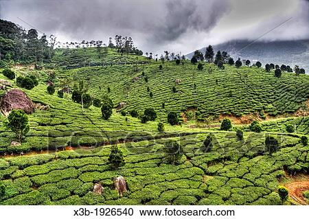 Tea leaf pickers, Kollam, India View Large Photo Image Stock Image - Tea leaf pickers, Kollam, India. Fotosearch