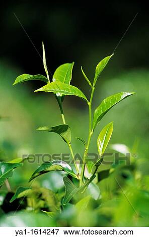 Stock Photo - Tea plant Camellia sinensis, surrounding of Kandy, Sri Lanka. Fotosearch