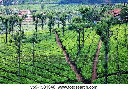 Stock Photograph - Tea plantation at High Field Tea Factory, Coonoor, Tamil Nadu, India. Fotosearch