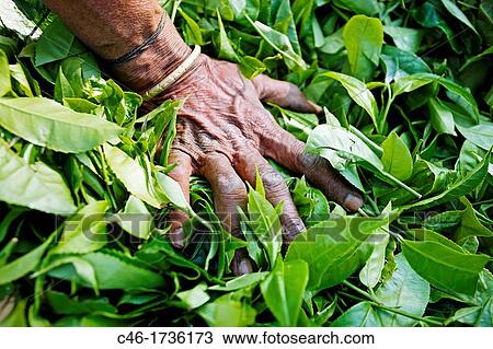 Stock Image - Tea plantation, Munnar, Kerala, India.. Fotosearch