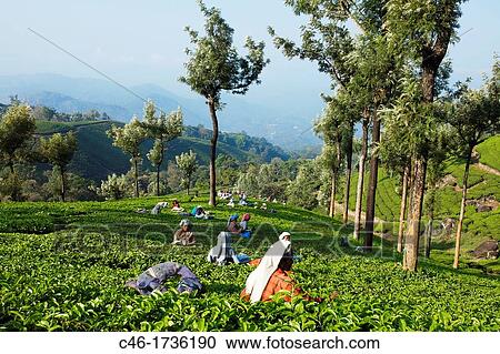 Stock Image - Tea plantation, Munnar, Kerala, India.. Fotosearch