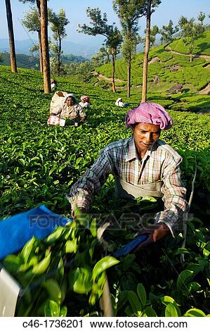 Tea plantation, Munnar, Kerala, India View Large Photo Image Stock Image - Tea plantation, Munnar, Kerala, India. Fotosearch