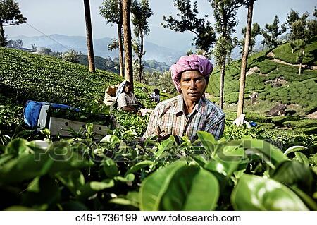 Stock Photo - Tea plantation, Munnar, Kerala, India.. Fotosearch
