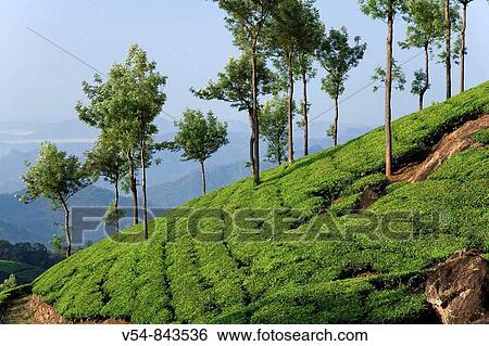 Tea Plantations, Munnar, Western Ghats, Kerala, South India View Large Photo Image Stock Photograph - Tea Plantations, Munnar, Western Ghats, Kerala, South India. Fotosearch
