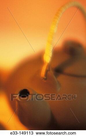 Tea pot View Large Photo Image Stock Image - Tea pot. Fotosearch
