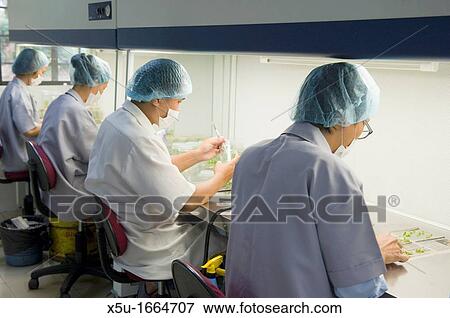 Stock Photo - Teak cloning at YSG Biotech, Sabah, Malaysia. Fotosearch