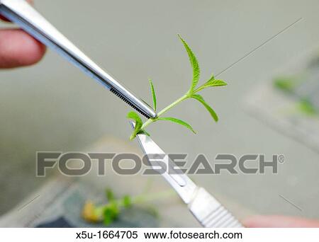 Teak cloning at YSG Biotech, Sabah, Malaysia View Large Photo Image Stock Photography - Teak cloning at YSG Biotech, Sabah, Malaysia. Fotosearch