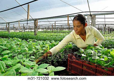 Stock Image - Teak trees nursery, Darien province, Rep. of PanamB, Central America. 2006. Fotosearch