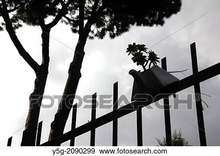 teapot used as a plant pot on garden fence View Large Photo Image Stock Photo - teapot used as a plant pot on garden fence. Fotosearch